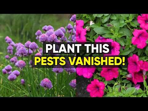 10 Companion Plants That Naturally Repel Garden Pests 🌿