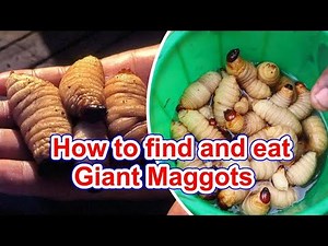 How to find and eat Giant Maggots | Coconut Worms with family