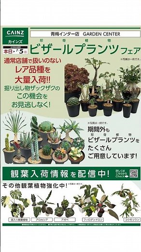 カインズ ホーム - ビザールプランツ 06/29 - 07/05