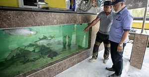 Jabatan Perikanan Perak sasar sifar ikan asing di perairan Perak dalam 5 tahun | Harian Metro