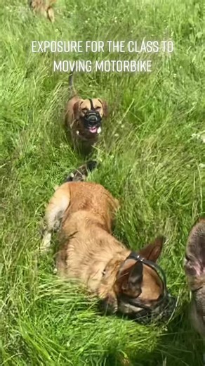 #uptheante #dogtraininguk #dogtrainingclass #dundeedogtraining