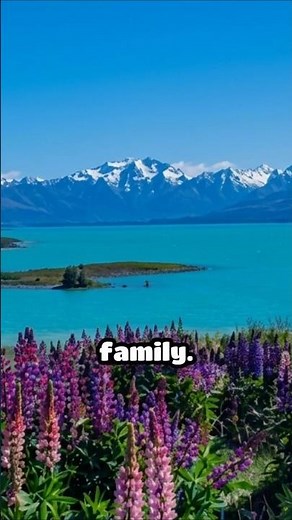 Lake Tekapo 🇳🇿 | New Zealand's Stunning Turquoise Lake & Stargazing Paradise