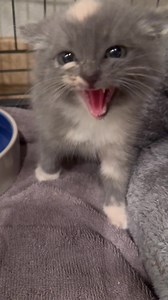 404K views · 10K reactions | First night with this spicy Kitten. How something so little could be so fierce just shows you the fight these babies have gone through to make it to this point. Born outside to a feral momma these littles didn’t stand much of a chance at life. Momma was hit by a car and an awesome human saved them bought them milk replacement and even donated to helping get these babies adoptable. Now the work begins❤️❤️❤️ | Nor Cal Pet | Facebook