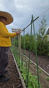 Gardening Tips and Ideas - How to install stake trellis for string beans #gardeningtips #gardentips #trellis #garden | Kabsat
