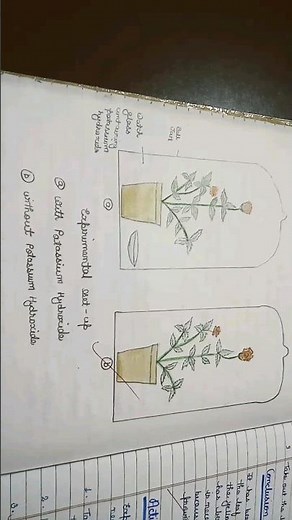 Experiment To prove that carbon dioxide is necessary for photosynthesis life process biology #cbse10