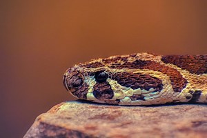 Lake Tahoe Snakes Now Be Aware Of These Deadly Snakes - iTravelGuy.com