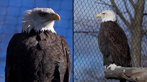 Bald Eagle Population Comes Back From Brink of Extinction