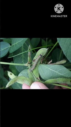 helicoverpa armigera catterpillar