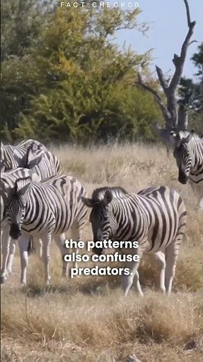 Zebras Are Born With Built-In Barcodes!#viral #facts #usa #trending #shorts #science