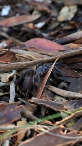 34K views · 79 reactions | They're back... ️️️ Funnel-web spider season has arrived, with increased sightings expected across the Penrith area. Spiders are turning up in homes, backyards, sheds, and even pool filters after recent rainfall. The Australian Reptile Park has some advice if you happen to stumble across a funnel-web in your backyard  | Penrith Press | Facebook