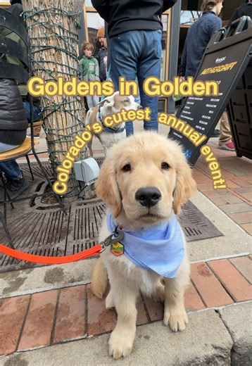 SAVE THE DATE 📌🐾 Calling all golden retriever’s and their pawrents! Send this to someone who needs to experience this with you! 😍 📌Save this: 🐾Goldens in Golden is returning! 📍Golden, Colorado 🗓️Saturday, February 7, 2026 ⏱️9am - 1pm 🚌New dog friendly shuttles 😋More vendors (aka more pup cup stations) 🐕Well behaved and friendly dogs allowed ONLY The challenge: pet as many golden retrievers as you can in one day. Don’t take home the wrong dog 😂 Who’s planning to go this year? 🙋🏻‍♀️ —