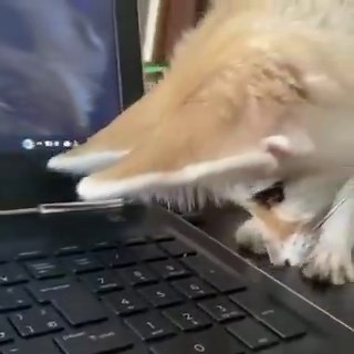 The perfect random number generator. 🦊