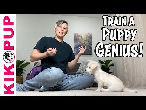How to teach your PUPPY to be a GENIUS! - Puppy Training