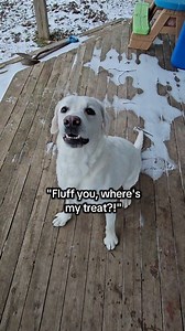 🤣 Body slamming is Roman's love language. Anyone else try to trade with their dog when they have something they shouldn't?! This is me 24 times a day 🤪 #labsofinstagram #retriever #labradorretriever #bestfriend #labrador #englishlab | Roman the English Lab