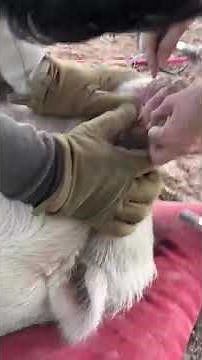 Mini Pig Tusk Trimming How To