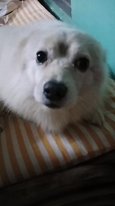 82K views · 4.3K reactions | Amra keo hisu kori nai..ke je korlo seta amra jani na  | Sampa Paul Ghosh | Facebook