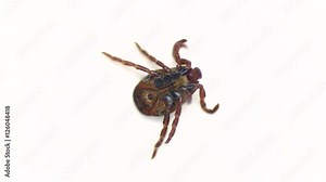 Tick. Close up video of adult deer tick crawling on a white background. 1080p Full HD video Stock Video