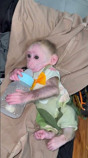 chibi lying and hugging a milk bottle