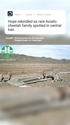 Critically endangered Asiatic cheetah now found only in Iran!