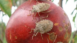 The battle of the bugs: Wasps to combat upstate stink bugs