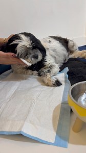 PLEASE PRAY FOR OUR BABY CALI. 🥺🙏🏻 Mga ganitong panahon talagang sinusubok ang damdamin namin mag-asawa hindi kami mapakali punong puno kami ng takot at pag-aalala. Pero isa lang alam namin malakas kami sa taas 🙏🏻 Lalong lalo na hindi niya papabayaan si Baby Cali. Walang pagbabago ganun pa din si Cali. Nagsusuka siya walang tigil kahit wala namang kaen. Hindi din namin mapainom ng gamot dahil ayaw niya kumaen kahit force feed, hindi makatayo at nanginginig siya sa hina 😢 Nakakalungkot isip