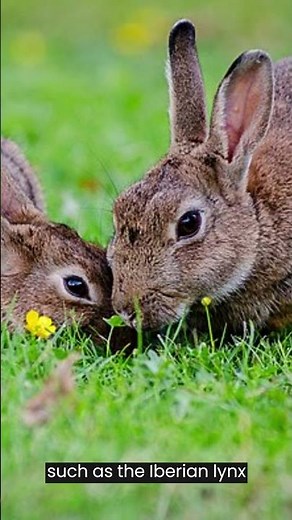 European Rabbit | Species Fact Card