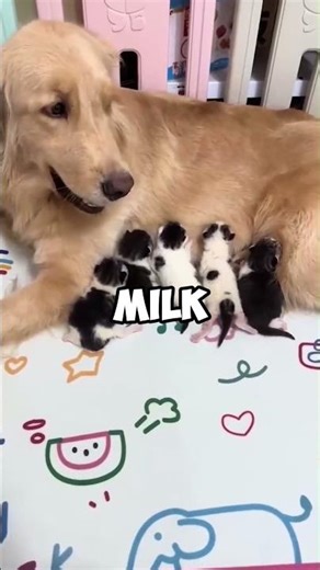 Dog & Cat Moms Share Babies in Cutest Way ❤️
