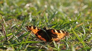 Small Tortoiseshell Butterfly Underside Sunbathing On Stock Footage Video (100% Royalty-free) 1025129543 | Shutterstock