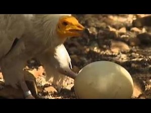 The Most Extreme - Gadgets