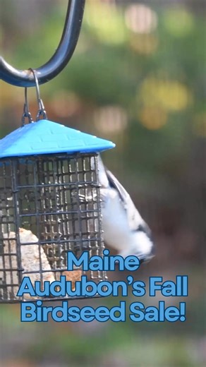 It's that time of year! It's time for Maine Audubon's annual Fall Birdseed and Optics Sale! Stop by the Nature Store at Gilsland Farm Audubon Center in Falmouth (open 10 am to 4 pm) for the lowest prices of the year on all in-stock bird seed by Aspen Song! All optics by Swarovski, Zeiss, Nikon and Vortex will be 15% off and Maine Audubon members will also get 20% off on all other store items. This weekend sale is open to all. If you are not a member yet, this is a great time to join! | Maine Aud