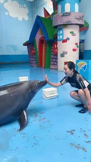 Dolphin love 😍 humans