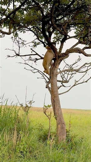 96 reactions | Join an unforgettable safari drive through Murchison Falls National Park in Uganda, where we spot a majestic lion resting high in a tree! 女 Witness this rare sight through the crystal-clear view of the Swarovski NL Pure 8x32 binoculars. A must-see moment for safari lovers, wildlife photographers, and birdwatching enthusiasts! #swarovskioptik #seetheunseen #onewithnature | Robert Styppa | Facebook