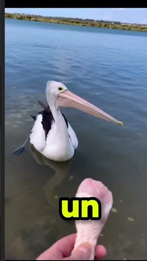 ¿El pájaro más loco del mundo? 😱_ #pelicano #aves #animales #datoscuriosos #animalessalvajes