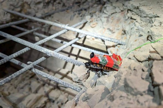 S’pore’s cyborg cockroaches helping with search-and-rescue efforts in Myanmar quake