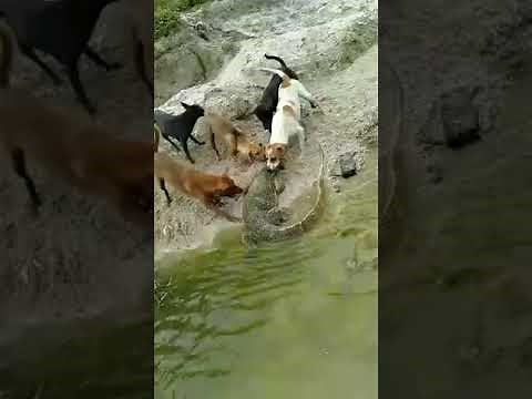 6 Angry Dogs Attack a Giant Monitor Lizard