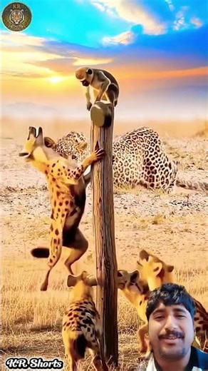 🤣 Monyet Kocak Usir Hyena Pakai Penggorengan‼️🐒🍳#shorts #animals #funny