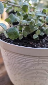 Plant Chemistry 101: Helichrysum Petiolare | The Weeds and Seeds Guy