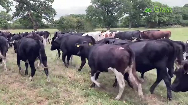 30 reactions | A strong group of 120 AI-sired heifers, sired by high...