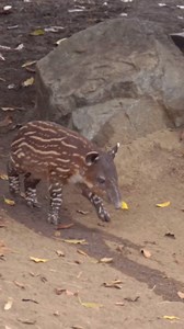 Watch a baby tapir have endless fun in the wild