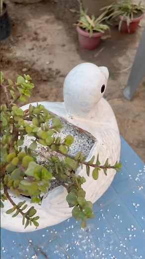 Beautiful Duck-Shaped Planter with Jade Plant | Unique Garden Decor Idea