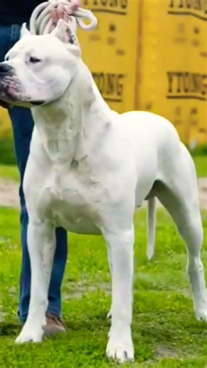 पिटबुल का सामना ईगल से हो जाए तो क्या होगा