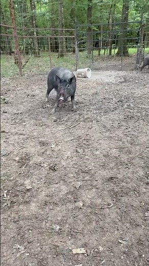 Trapping Wild Hogs #hogs #trapping #wildanimals #feral #shorts