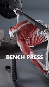 The bench press is one of the most popular gym exercises. It primarily targets the pectoralis major, with additional support from the triceps and the anterior head of the deltoid. . Even though it's based on a relatively simple concept, like every exercise, it can be either beneficial or detrimental depending on our nervous system activation patterns. . Comment below on what has been the most challenging aspect of the bench press technique for you, and I’ll try to visualize the most common one. 