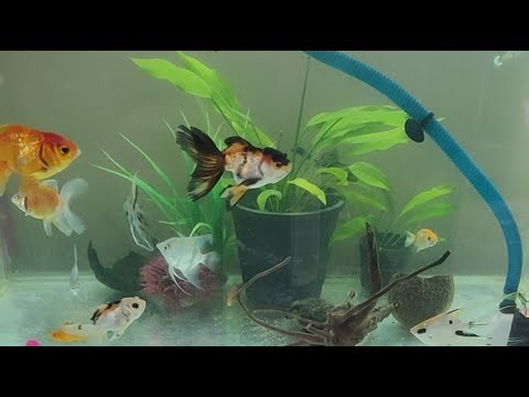 goldfish tank setup ❤️