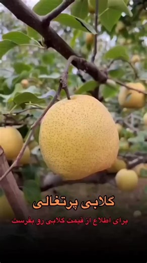 ‎نهالستان طبیعت 🌱‎ on Instagram‎: "مجموعه تخصصی نهالستان طبعیت ✅دارای مجوز تولید موسسه بذر و نهال کشور ✅زیر نظر کارشناسان و مهندس اسدپور کشاورزی ✅تولید کننده نهال های اصلاح شده و شناسه دار ⬅️گردو خوشه ای مقاوم به سرما و زود بارده .ترکیه ای.ژنوتیب.کانادایی.کوپه ای.اسرائیل ⬅️بادام. ( آذر 50*50 پربارده و دارای ارزش اقتصادی بادام کاغذی بادام سنگی ) ⬅️زردآلو(تبرزه.عسگراباد.نصیری.اوردباد ⬅️هلو (زعفرانی.انجیری.بولمه.هلو سفید) ⬅️آلوچه (گوجه سبز.آلوچه زرد .عبدلعظیم) ⬅️گیلاس(تکدانه مشهد .سیاهدانه درشت) ⬅