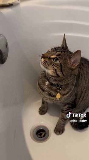 Cat Loves Water: Unusual Water Habits of Cats