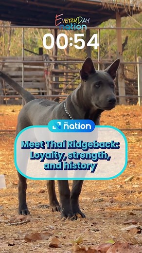 Meet Thai Ridgeback: Loyalty, strength, and history . Meet the Thai Ridgeback, a dog with a unique ridge of fur and a rich history tied to Thailand’s heritage. Known for its loyalty, strength, and agility, this ancient breed is a true symbol of Thailand’s cultural pride. . #ThaiRidgeback #ThaiDogs #CulturalHeritage #NationalTreasure | The Nation Thailand