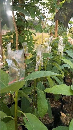 ++180 Grafting. How to graft Avocado Trees ?
