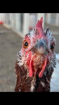 How to worm your flock with ivermectin