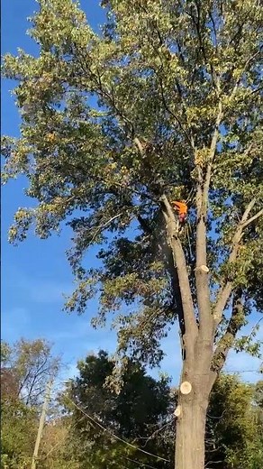 Cleveland TX's Best Tree Removal Service